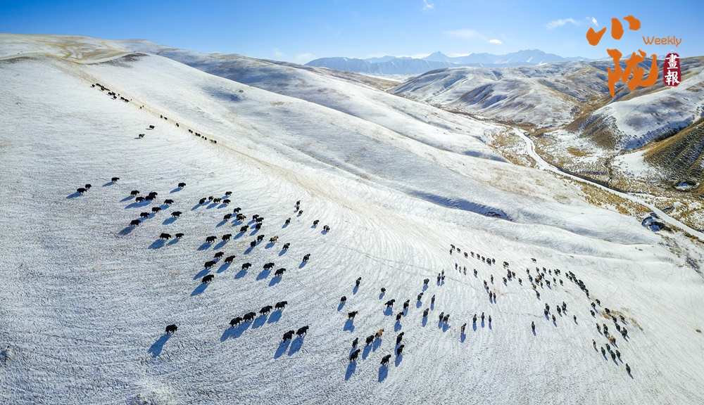 【小隴畫報·336期】肅南：祁連山下 雪浴草原風光美